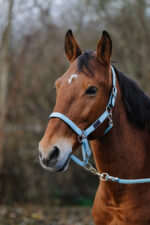 EQUITHEME - Spring - Nylon Halter - Image 14