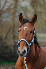 EQUITHEME - Spring - Nylon Halter - Image 15