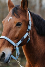 EQUITHEME - Spring - Nylon Halter - Image 18