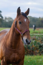 EQUITHEME - Spring - Nylon Halter - Image 19