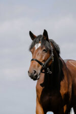 RIDING WORLD Nylonhalfter - Cushion