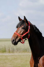 RIDING WORLD Nylonhalfter - Cushion - Image 2