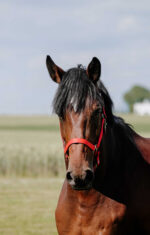 RIDING WORLD Nylonhalfter - Cushion - Image 4