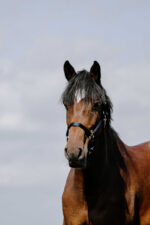 RIDING WORLD Nylonhalfter - Cushion - Image 5