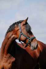 RIDING WORLD Nylonhalfter - Cushion - Image 6