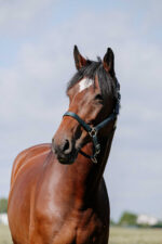 RIDING WORLD Nylonhalfter - Cushion - Image 7