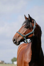 RIDING WORLD Nylonhalfter - Cushion - Image 8