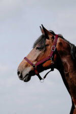 RIDING WORLD Nylonhalfter - Cushion - Image 9