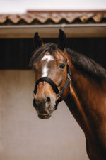 EQUITHÈME Nylonhalfter - Jacquard