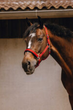 EQUITHÈME Nylonhalfter - Jacquard - Image 4