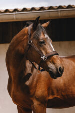 EQUITHÈME Nylonhalfter - Jacquard - Image 7