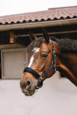 EQUITHÈME Nylonhalfter - Jacquard - Image 10