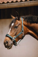 EQUITHÈME Nylonhalfter - Jacquard - Image 13