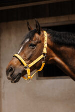 EQUITHÈME Nylonhalfter - Jacquard - Image 16