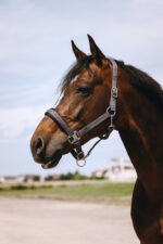 EQUITHÈME Nylonhalfter - Jacquard - Image 19