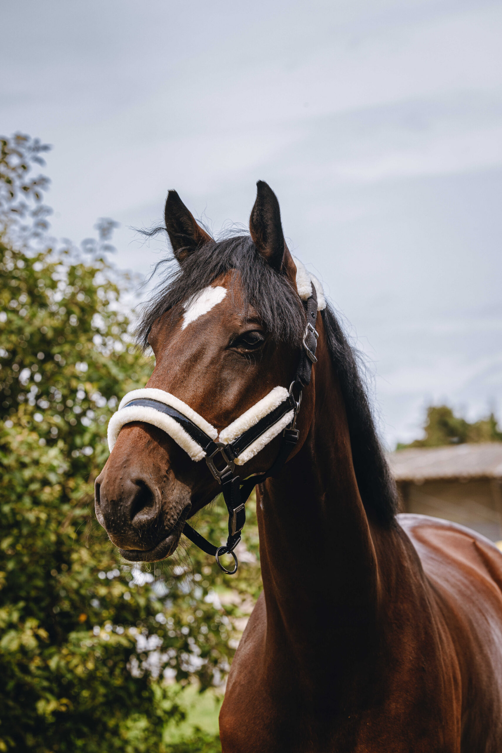 510260302_ambi_1 EQUITHÈME Nylonhalfter - Fashion - Image 1