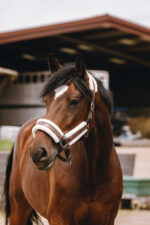 EQUITHÈME Nylonhalfter - Fashion - Image 4