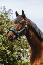 EQUITHÈME Nylonhalfter – 3D Mesh - Image 9