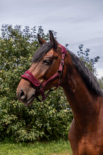 EQUITHÈME Nylonhalfter – 3D Mesh - Image 12