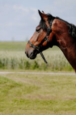 Halfter NORTON - Educational