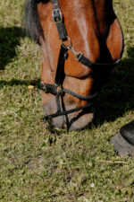 Halfter NORTON - Educational - Image 2