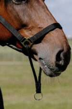 Halfter NORTON - Educational - Image 3