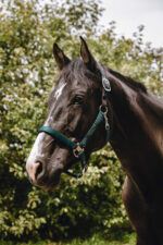 EQUITHÈME Nylonhalfter - Protector - Image 6