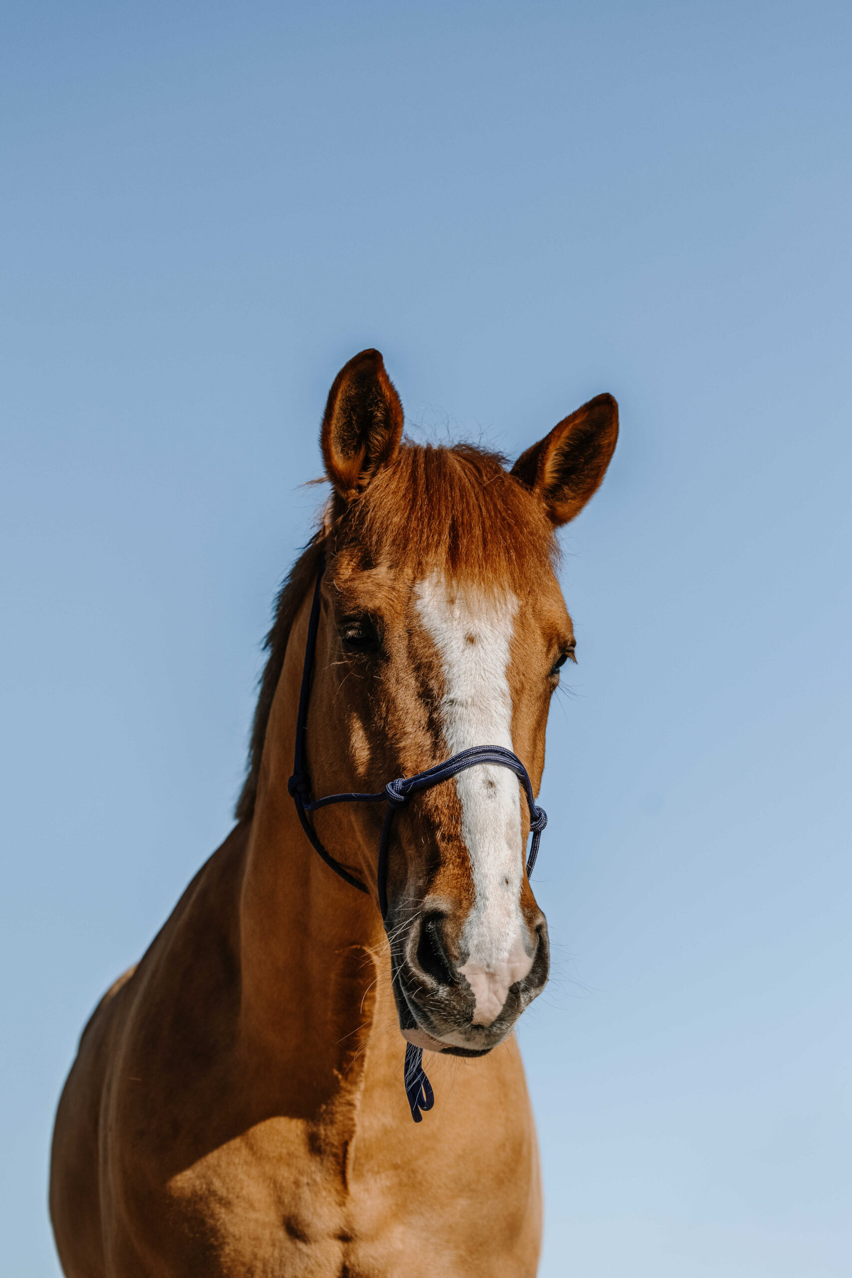 NORTON Ethological Halter - Nylon