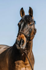 NORTON ethological halter + lunge line - Deco