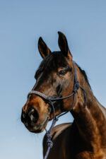 NORTON ethological halter + lunge line - Deco - Image 2