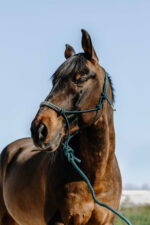 NORTON ethological halter + lunge line - Deco - Image 3