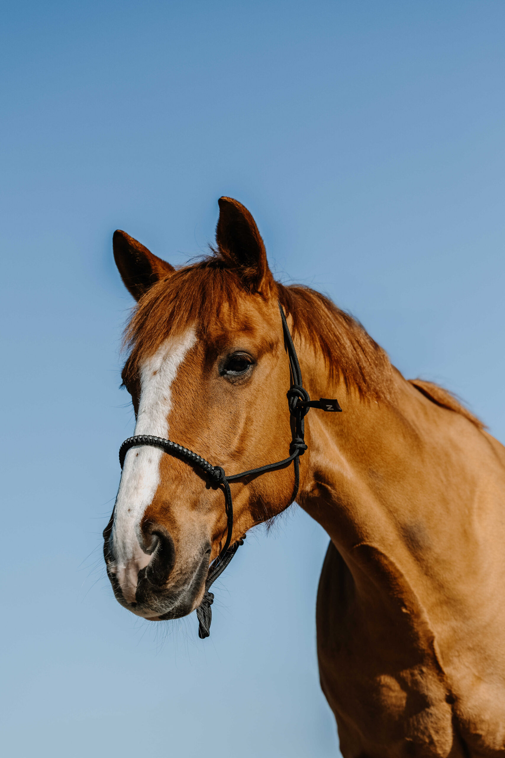 NORTON nylon ethological halter - Diams