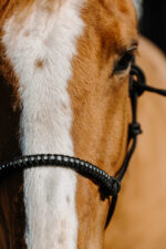 NORTON nylon ethological halter - Diams - Image 2