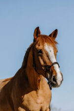 NORTON Ethological Halter - Zary