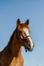 NORTON Ethological Halter - Zary - Image 2