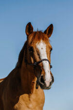 NORTON Ethological Halter - Zary - Image 3