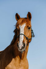 NORTON Ethological Halter - Zary - Image 4