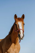 NORTON Ethological Halter - Zary - Image 5