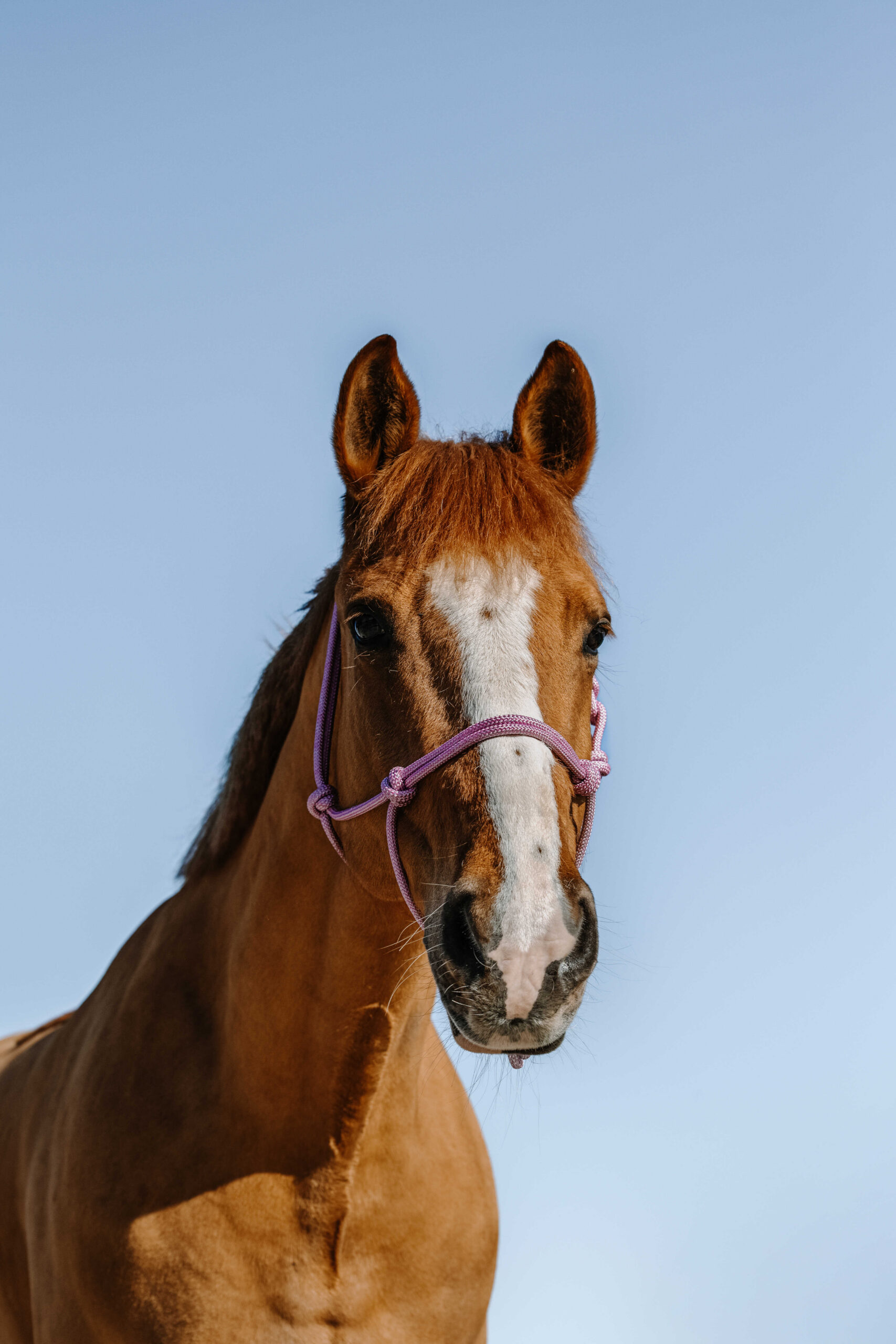 NORTON Ethological Halter - Glim