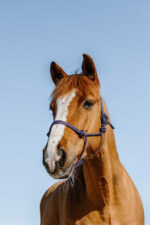 NORTON Ethological Halter - Glim - Image 2