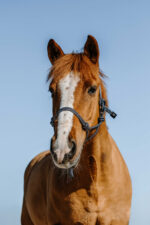 NORTON Ethological Halter - Glim - Image 3