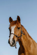 NORTON Ethological Halter - Glim - Image 4