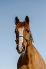 NORTON Ethological Halter - Glim - Image 5