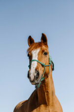 NORTON Ethological Halter - Glim - Image 6