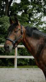 Licol EQUITHÈME - Glowy<fpäitsed