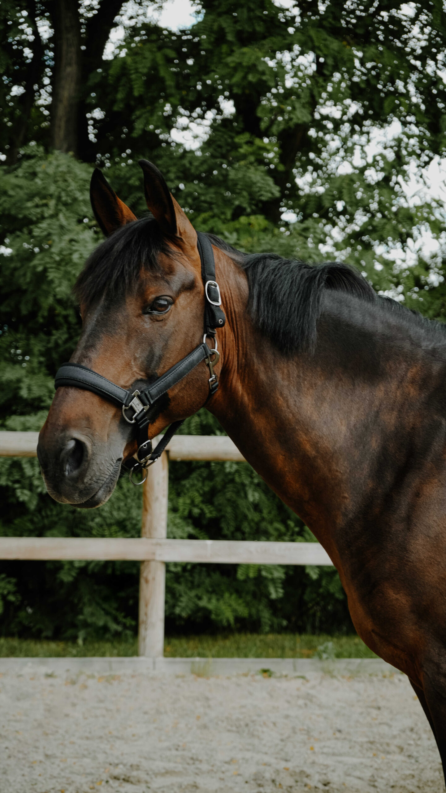 Licol EQUITHÈME - Glowy<fpäitsed