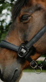 Licol EQUITHÈME - Glowy<fpäitsed - Image 2