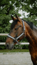 Licol EQUITHÈME - Glowy<fpäitsed - Image 4