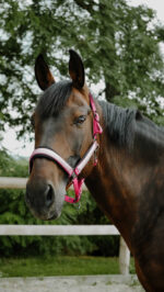 Licol EQUITHÈME - Glowy<fpäitsed - Image 7