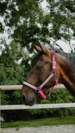 Licol EQUITHÈME - Glowy<fpäitsed - Image 8